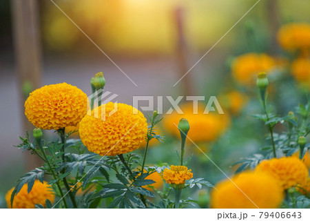 Beautiful marigold flowers in the garden. Beautiful marigold flowers in the garden. 79406643