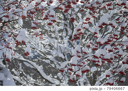 ナナカマド 79406667