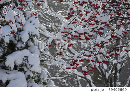 ナナカマド ナナカマド 79406669