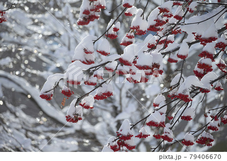 ナナカマド 79406670