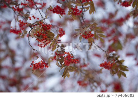 ナナカマド 79406682