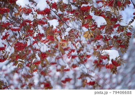 ナナカマド 79406688