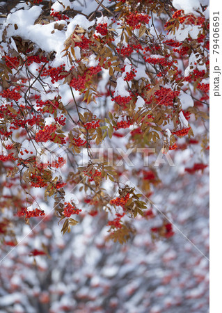 ナナカマド ナナカマド 79406691