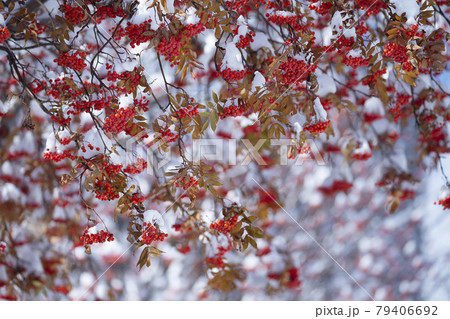 ナナカマド ナナカマド 79406692