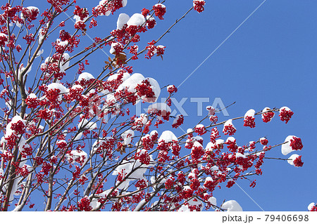 ナナカマド 79406698