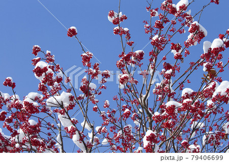 ナナカマド ナナカマド 79406699