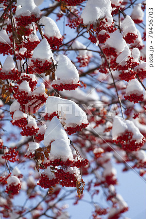 ナナカマド ナナカマド 79406703