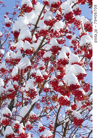 ナナカマド ナナカマド 79406709