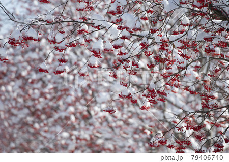 ナナカマド ナナカマド 79406740