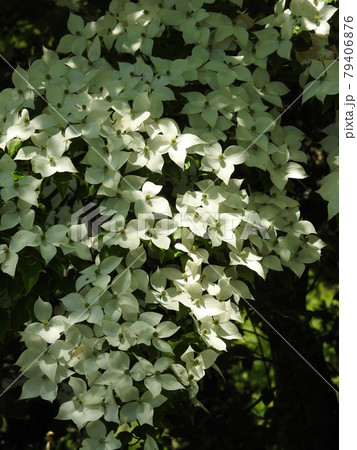 咲きそろったヤマボウシの花 79406876