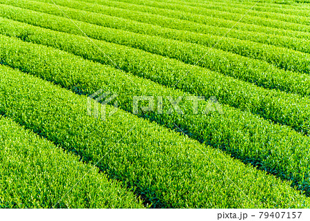 新葉の綺麗な茶園 茶畑 朝イメージ 新葉の綺麗な茶園 茶畑 朝イメージ 79407157