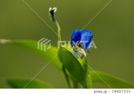 ホタルは草梅雨時に咲く花蓮な花 79407355
