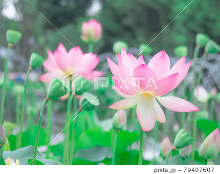 府中の森に咲く蓮の花 府中の森に咲く蓮の花 79407607