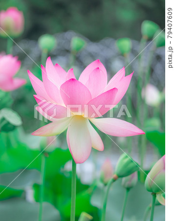 府中の森に咲く蓮の花 府中の森に咲く蓮の花 79407609