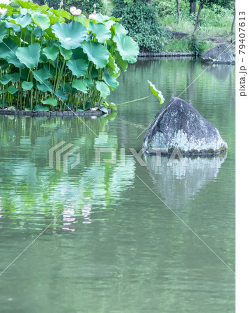 府中の森に咲く蓮の花 府中の森に咲く蓮の花 79407613