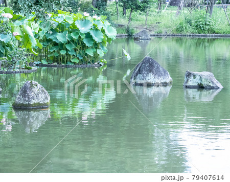 府中の森に咲く蓮の花 府中の森に咲く蓮の花 79407614