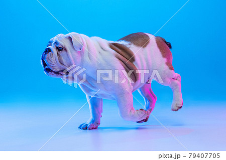 Portrait of purebred dog, english bulldog posing isolated over studio background in neon blue light. Concept of motion, action, pets love, animal life. 79407705