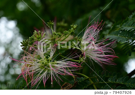 ネムノキと水滴の花 79407926
