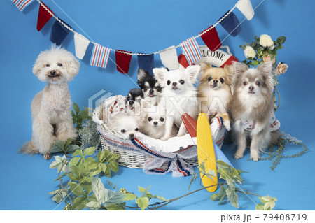 犬集合 7ひきのチワワとトイプードル(夏イメージ) 犬集合 7ひきのチワワとトイプードル(夏イメージ) 79408719