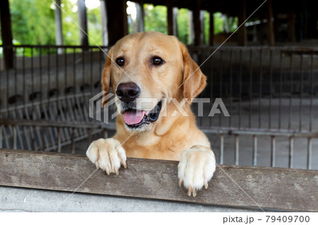 Brown golden retreiver dog stood and wait over the cage 79409700