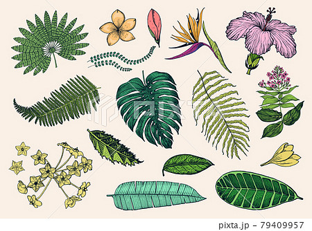 Palm plant, Strelitzia, Hibiscus, Plumeria, Medinilla, Monstera. Flowering plants. Tropical or 79409957