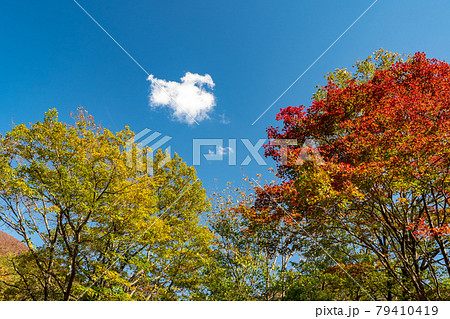 谷川岳の紅葉 79410419