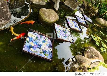 鎌倉 長谷寺の池に浮かぶ美しいアジサイと錦鯉 鎌倉 長谷寺の池に浮かぶ美しいアジサイと錦鯉 79410435
