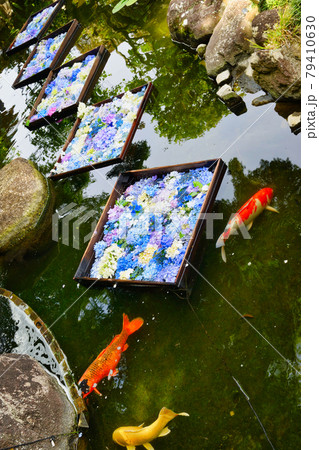 鎌倉　長谷寺の池に浮かぶ美しいアジサイ 79410630