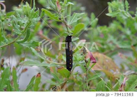 セスジスズメの幼虫 79411563