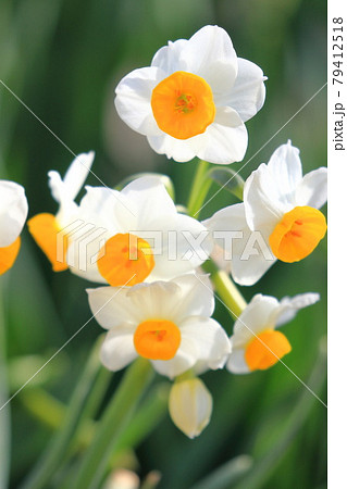 満開の水仙(スイセン)の花 満開の水仙(スイセン)の花 79412518