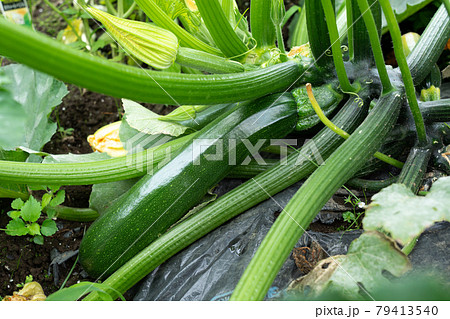 畑に実る夏野菜 ズッキーニの栽培 6月 家庭菜園の写真素材