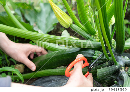 夏野菜ズッキーニの栽培・ハサミで収穫する女性　（6月）　家庭菜園 79413549