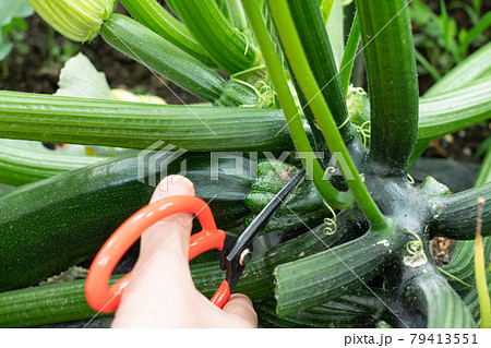 夏野菜ズッキーニの栽培 ハサミで収穫する女性 6月 家庭菜園の写真素材