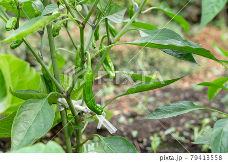 シシトウの栽培 6月 家庭菜園の写真素材