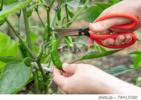 シシトウの栽培 ハサミで収穫する女性 6月 家庭菜園の写真素材