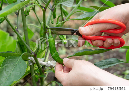 シシトウの栽培 ハサミで収穫する女性 6月 家庭菜園の写真素材