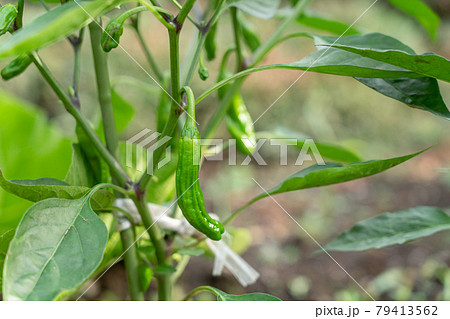 シシトウの栽培　（6月）　家庭菜園 79413562