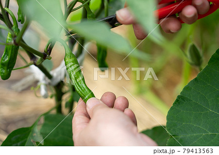 シシトウの栽培・ハサミで収穫する女性　（6月）　家庭菜園 79413563