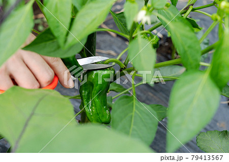 夏野菜ピーマンの栽培 ハサミで収穫する女性 6月 家庭菜園の写真素材