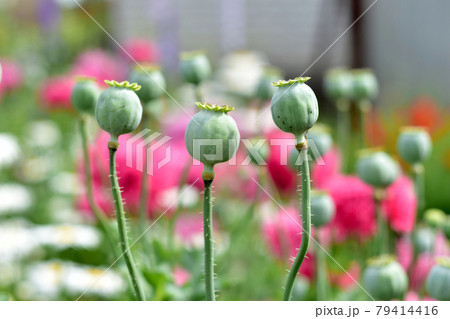 Green poppy pods without petals close-up. Green poppy pods without petals close-up. 79414416
