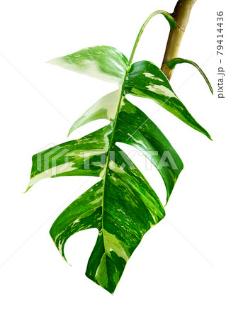 Green Leaf Epipremnum pinnatum On White Background, Real Tropical Jungle Foliage Plants. Green Leaf Epipremnum pinnatum On White Background, Real Tropical Jungle Foliage Plants. 79414436