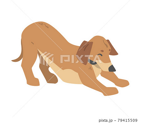 Playful Dachshund Dog, Cute Pet Animal with Light Brown Coat Cartoon Vector Illustration 79415509