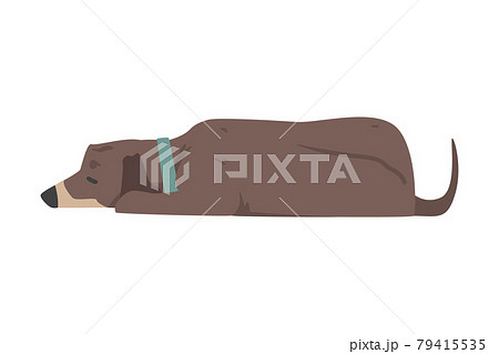 Lying Dachshund Dog, Cute Pet Animal with Brown Coat Cartoon Vector Illustration 79415535