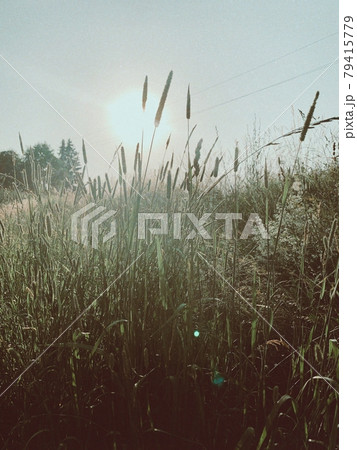 Summer countryside landscape. Banner of sunny day in fresh air Summer countryside landscape. Banner of sunny day in fresh air 79415779
