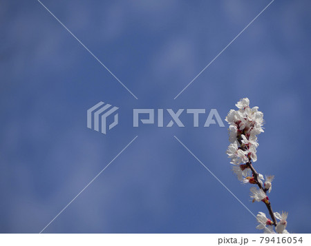 Spring natural background. Blooming white flowers on apricot branches against a blue sky. Empty space for inserting text. Early Spring concept Spring natural background. Blooming white flowers on apricot branches against a blue sky. Empty space for inserting text. Early Spring concept 79416054