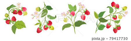 Raspberry fruits, flowers, leaves vector watercolor illustration. Vector set of berry branches, floral elements 79417730