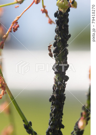 Aphid infestation of garden plants. Aphid infestation of garden plants. 79418270