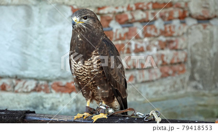 Detail of a kestrel predator Detail of a kestrel predator 79418553