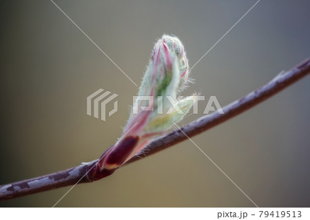 The first leaves and buds in spring. The buds of lilac open in early spring. The first leaves and buds in spring. The buds of lilac open in early spring. 79419513