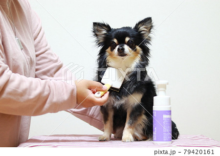 犬のブラッシングをする女性 チワワ 犬のブラッシングをする女性 チワワ 79420161